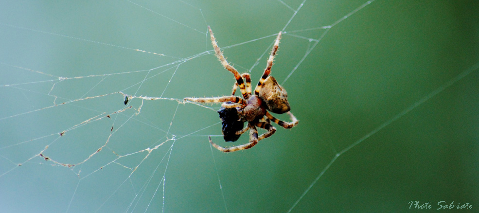 Araneus sp.